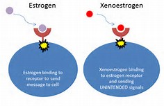 xenoestrogen